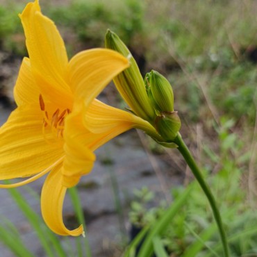 Hemerocallis middendorffii