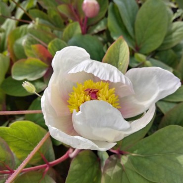 Paeonia obovata
