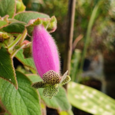 Kohleria warszewiczii (Kohleria digitaliflora)