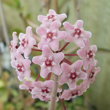 Hoya carnosa