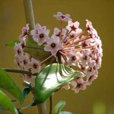 Hoya carnosa