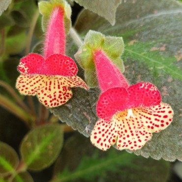 Kohleria amabilis var. bogotensis (Kohleria bogotensis)