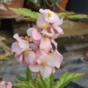 Begonia heracleifolia var....