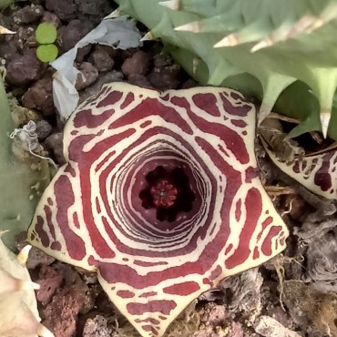 Huernia x hybrida VC10...