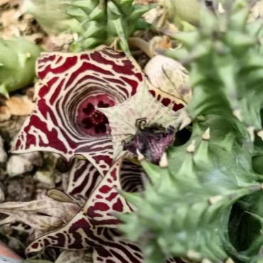 Huernia x hybrida VC10 'Stella Marina'