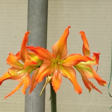 Hippeastrum blossfeldiae