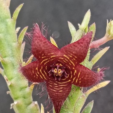 Stapelia scitula x...