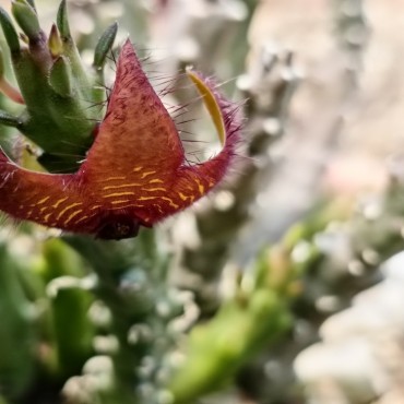 Stapelia scitula x Boucerosia frerei VC11