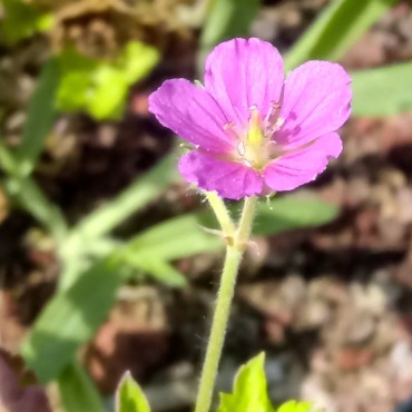 Geranium yoshinoi