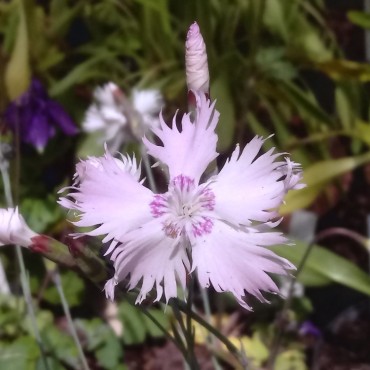 Dianthus plumarius