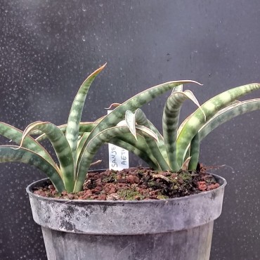 Sansevieria aethiopica...