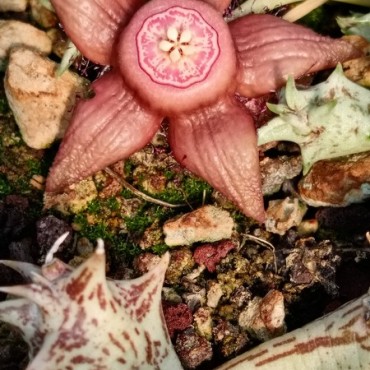 Duvalia sulcata subsp. seminuda