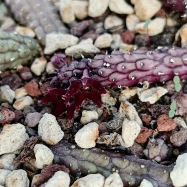 Echidnopsis ciliata...