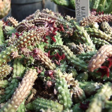 Echidnopsis ciliata (Echidnopsis sharpei subsp. ciliata)