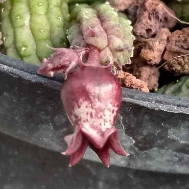 Echidnopsis ericiflora RM...