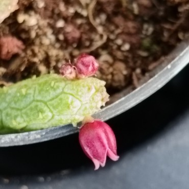 Echidnopsis leachii (Echidnopsis oviflora)