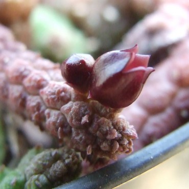 Echidnopsis leachii...