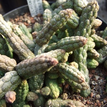 Echidnopsis leachii...