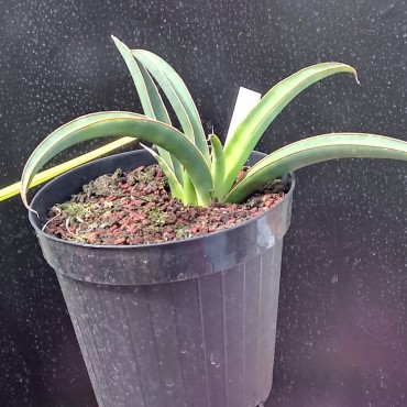 Sansevieria aethiopica...