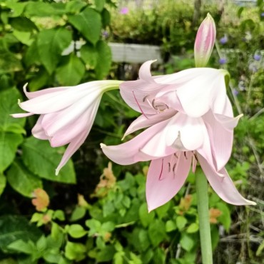 Crinum moorei