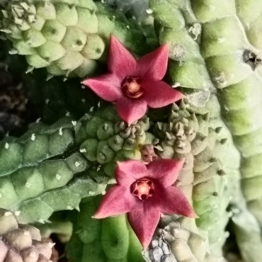 Echidnopsis x hybrida...