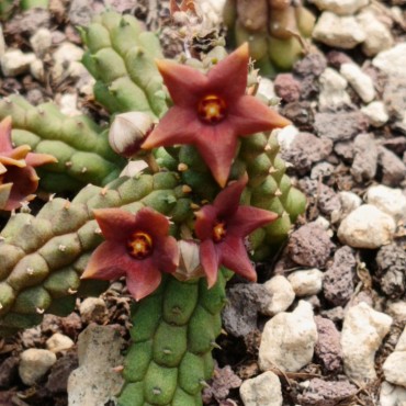 Echidnopsis x hybrida 'Fernando'