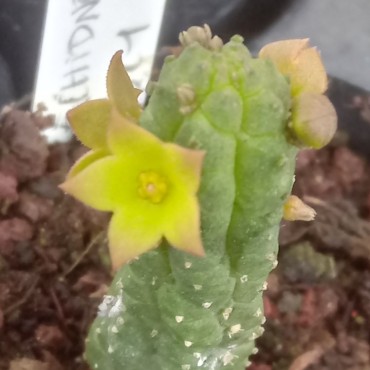 Echidnopsis x hybrida VC1