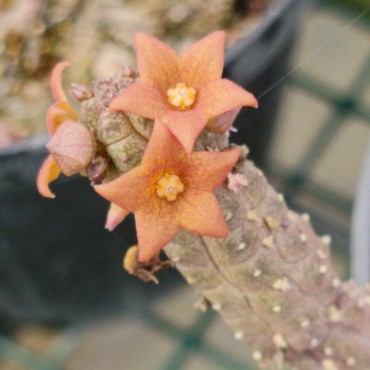 Echidnopsis x hybrida VC3