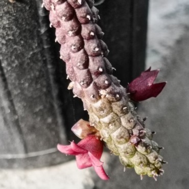 Echidnopsis x hybrida VC4