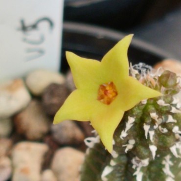 Echidnopsis x hybrida VC5