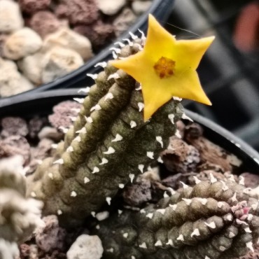 Echidnopsis x hybrida VC5