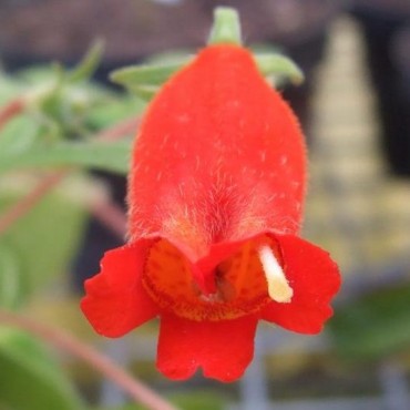 Seemannia nematanthodes...