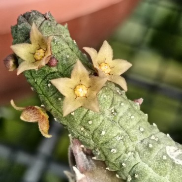 Echidnopsis x hybrida VC9 'Verubica'