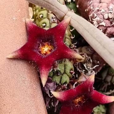 Echidnopsis x hybrida VC13...