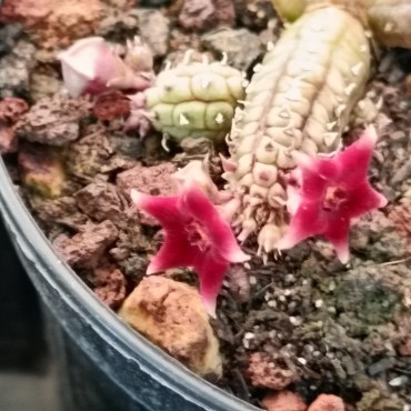 Echidnopsis x hybrida VC13 'Punta Bianca'