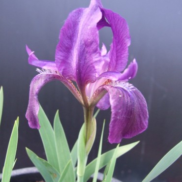 Iris x hybrida Purple