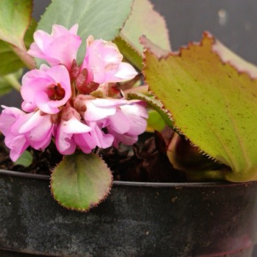 Bergenia crassifolia