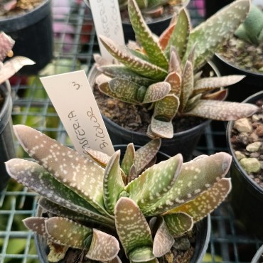 Gasteria bicolor (Gasteria...