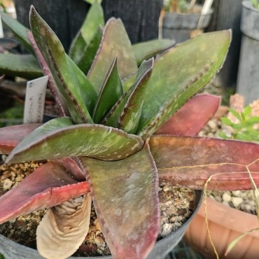 Gasteria croucheri