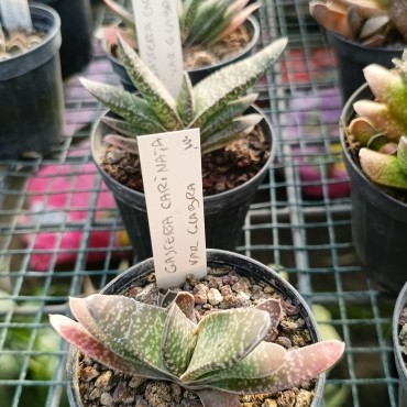 Gasteria carinata var. glabra