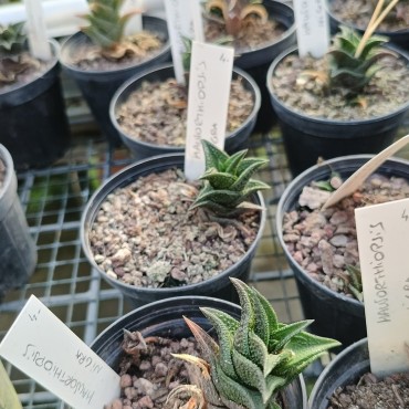 Haworthiopsis nigra...