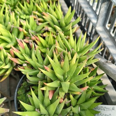 Haworthiopsis attenuata...