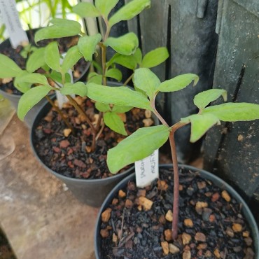 Sauromatum horsfieldii