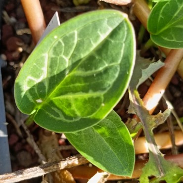 Arum concinnatum