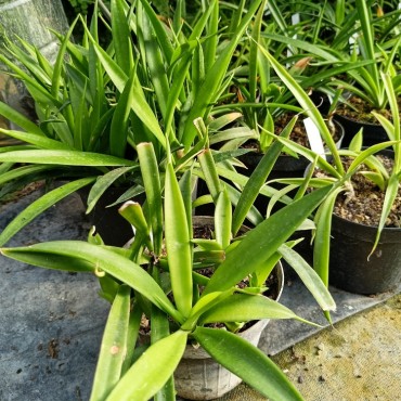 Sansevieria parva...