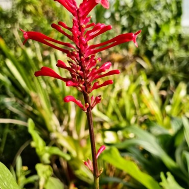 Odontonema tubaeforme...