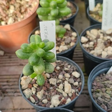 Sedum hernandezii