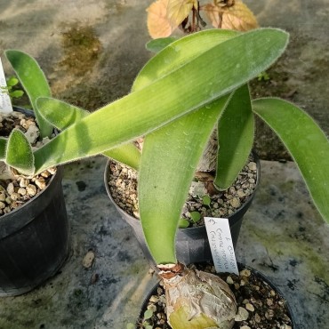 Haemanthus pauculifolius