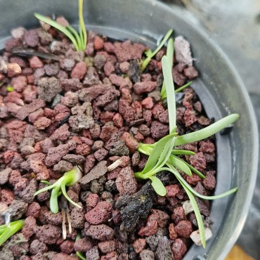 Allium lusitanicum Cengio...