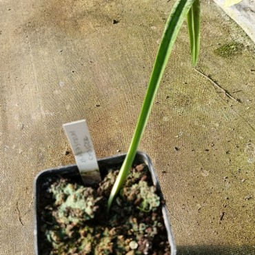 Hippeastrum cybister